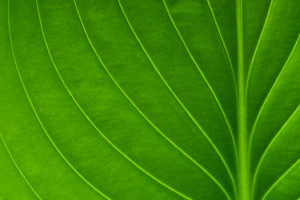 Environmental